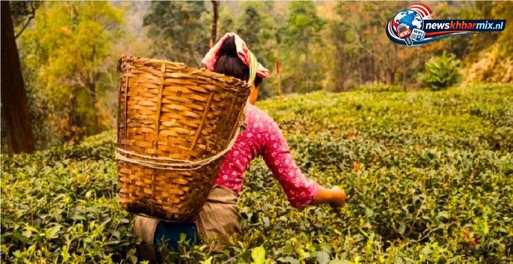 Welke-Indiase-deelstaat-is-bekend-om-zijn-theeplantages-Het-is-ook-de-benaming-voor-een-soort-zwarte-thee.-5-1024x527 Welke Indiase deelstaat is bekend om zijn theeplantages? Het is ook de benaming voor een soort zwarte thee. (5) letters Oplossingen puzzels 20 april 2026