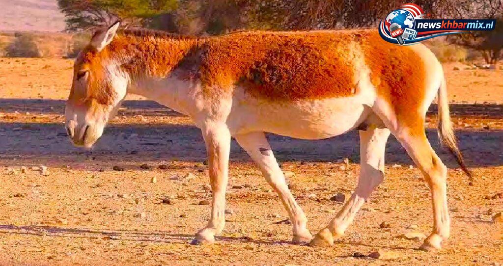 Welke-wilde-ezel-leeft-in-Zuidwest-Azie-6-1024x542 Welke wilde ezel leeft in Zuidwest-Azië? (6) letters Puzzels opgelost 25-26 april 2026