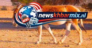 Welke wilde ezel leeft in Zuidwest-Azië? (6) letters Puzzels opgelost 25-26 april 2026