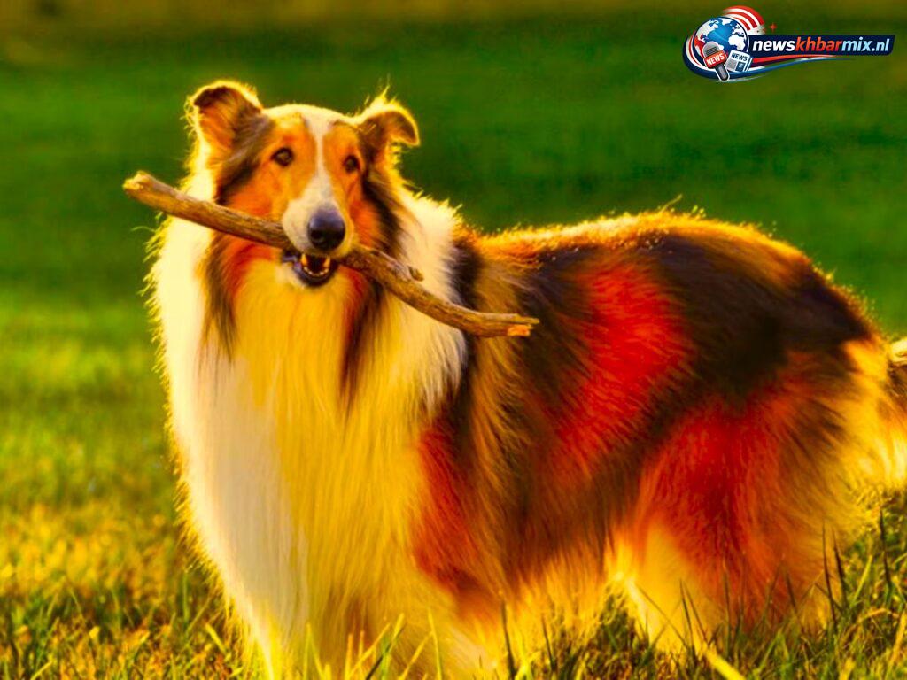 Van-welk-ras-is-de-tv-en-filmhond-Lassie-6-1024x768 Van welk ras is de tv- en filmhond Lassie? (6) letters Puzzels opgelost 3 mei 2026