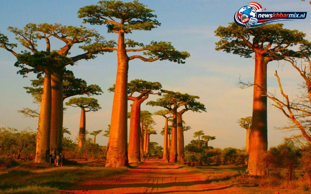 Wat-is-de-Nederlandse-naam-van-de-baobab-13-1024x640 Wat is de Nederlandse naam van de baobab? (13) letters – puzzel antwoord