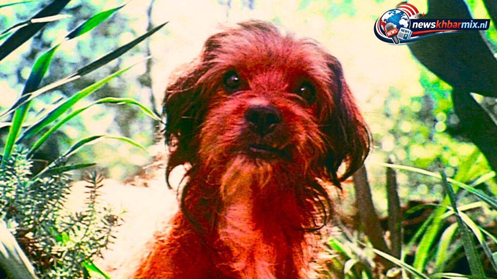 Wat-is-de-naam-van-het-bastaardhondje-dat-in-1974-zijn-filmdebuut-maakte-5-1024x576 Wat is de naam van het bastaardhondje dat in 1974 zijn filmdebuut maakte? (5) letters – puzzel antwoord