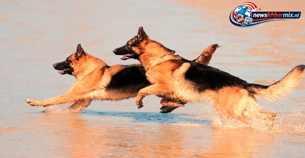 Wat-noemen-de-Duitsers-een-Schaferhund-6-1024x532 Wat noemen de Duitsers een Schäferhund? (6) letters Antwoorden puzzels 5 mei 2026