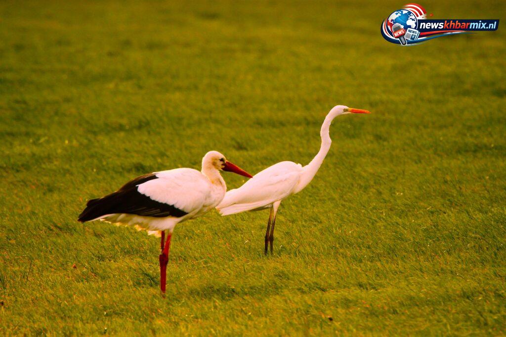 Welke-amfibie-is-een-geliefde-prooi-van-de-ooievaar-en-de-reiger-6-1024x682 Welke amfibie is een geliefde prooi van de ooievaar en de reiger? (6) – puzzel antwoord
