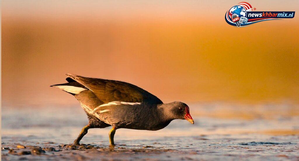 Welke-vogel-heeft-wel-zwemvliezen-maar-kan-niet-goed-zwemmen-5-1024x552 Welke vogel heeft wel zwemvliezen, maar kan niet goed zwemmen? (5) letters Antwoorden puzzels 5 mei 2026