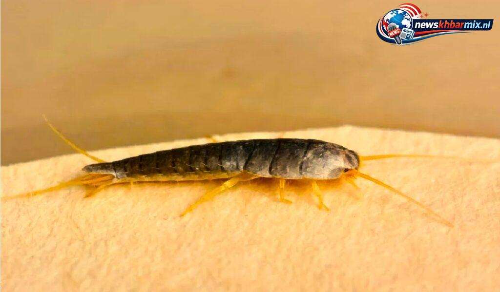 Dit insect vind je vooral in badkamers en keukenkastjes. (11)