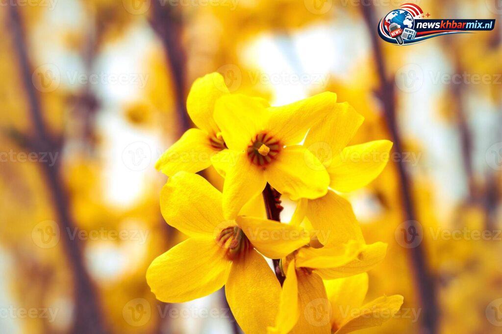 Welke kleur heeft een bloeiende forsythia (4)