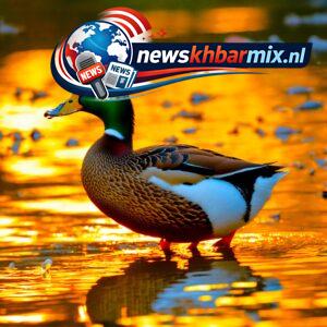 Zo-heet-de-watervogel-die-tot-de-duikeenden-wordt-gerekend.-5-300x300 Zo heet de watervogel die tot de duikeenden wordt gerekend. (5) letters Puzzels opgelost 7 juni 2026