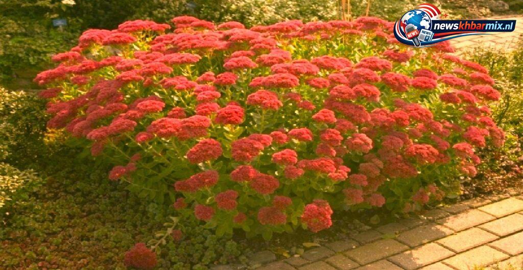 Wat is de Nederlandse benaming van sedum (8)