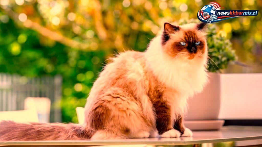 Welk kattenras wordt gekenmerkt door de 'witte sokjes' (7,7)