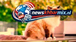 Welk-kattenras-wordt-gekenmerkt-door-de-witte-sokjes-77-300x169 Welk kattenras wordt gekenmerkt door de 'witte sokjes'? (7,7) letters Antwoorden puzzels