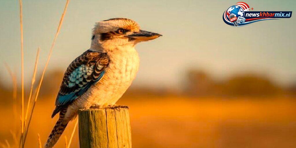 Hoe heet de spotvogel die door de Australiërs liefkozend laughing jackass wordt genoemd (10)