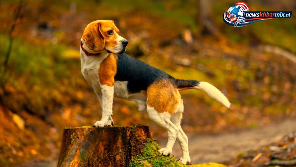 Wat is de nederlandse benaming van een beagle (4)