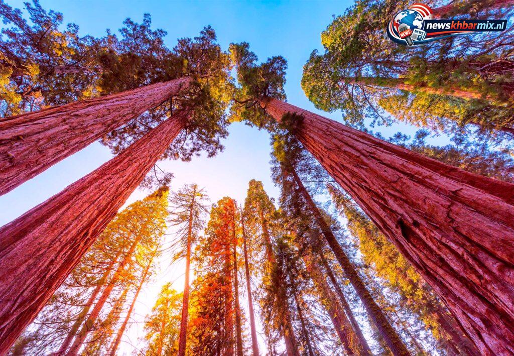 Welke boom is de hoogste ter wereld (7)