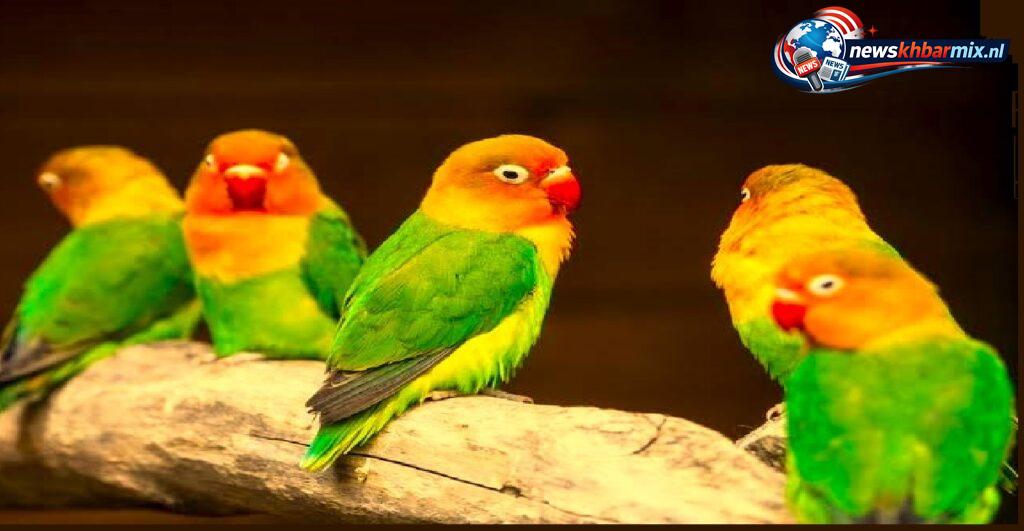 Welke dwergpapegaai wordt ook wel lovebird genoemd (9)