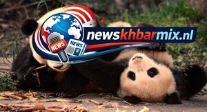 Deze zwart-wit getekende staartloze bamboebeer leeft in Zuidwest-China. (11)