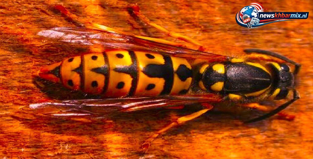 Dit insectenvolk heeft een koningin. (4)