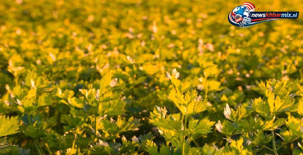 Groene groente met de Latijnse naam Apium graveolens. (13)