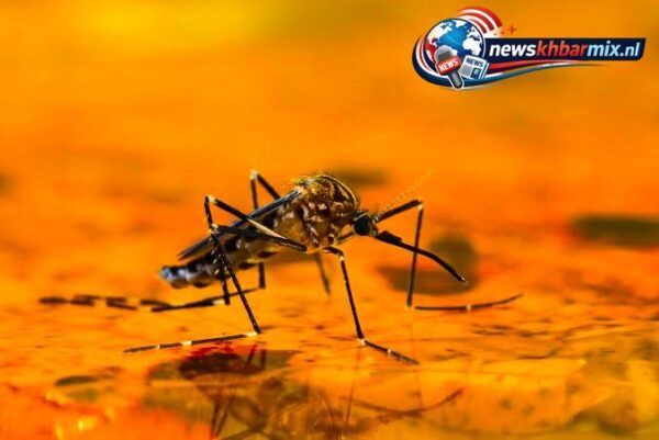 Wat-doet-het-West-Nijlvirus-met-je-e1791509535259 Westnijlvirus: wat zijn de symptomen en hoe kun je besmetting voorkomen?