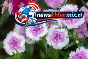 Wat-is-de-volksnaam-voor-de-sierplant-Dianthus-barbatus-13-300x200 Wat is de volksnaam voor de sierplant Dianthus barbatus? (13) letters Oplossingen puzzels