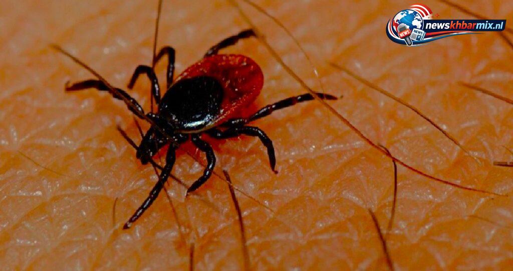 Welk beestje veroorzaakt de ziekte van Lyme (4)